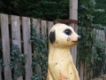 Meerkat