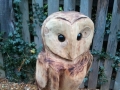 Barn Owl