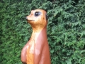 Meerkat