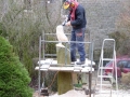 Barn Owl
