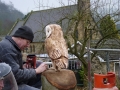 Barn Owl