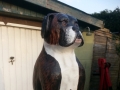 Boxer Dog Pet Carving