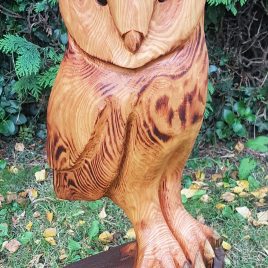 Barn Owl